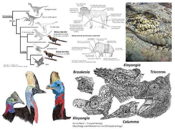 Tetrapod Zoology