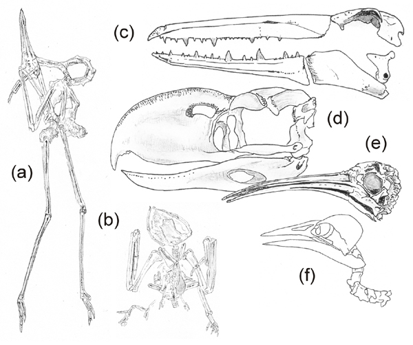 Naish-fossil-bird-behaviour-Fig-2-skeletal-montage-600-px-Jan-2014-Darren-Naish-Tetrapod-Zoology